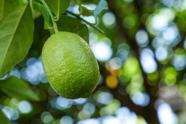 Taze limonlu ve yeşil yapraklı limon ağaçları