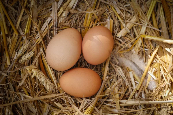 Samanlıkta taze tavuk yumurtası. — Stok fotoğraf