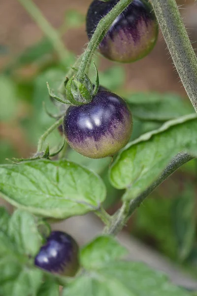 Isolados tomates azuis frescos e folhas verdes — Fotografia de Stock