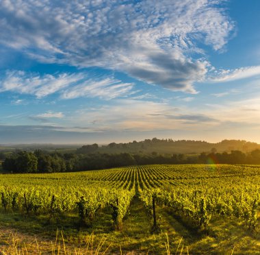 Günbatımı manzarası, Bordeaux şaraphanesi, Langoiran, Fransa