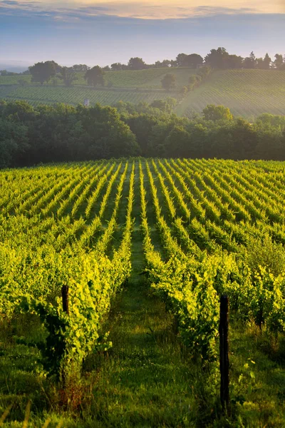 Zonsondergang landschap, Bordeaux wijngaard, Langoiran, Frankrijk — Stockfoto