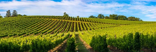 Sonnenuntergangslandschaft, Weinberg von Bordeaux, Haux, Frankreich — Stockfoto