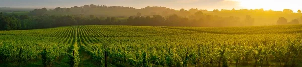 Sonnenuntergangslandschaft, Weinberg von Bordeaux, Langoiran, Frankreich — Stockfoto