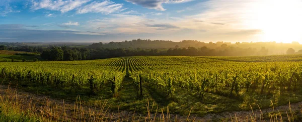 선셋 지형 , Bordeaux wineyard, Langoiran, france — 스톡 사진