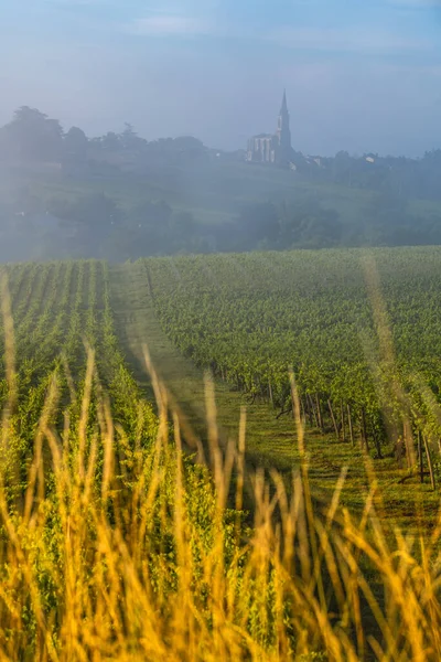 Solnedgång landskap, Bordeaux vingård, Tabanac, Frankrike — Stockfoto