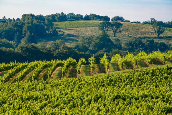 Sonnenuntergangslandschaft, Weinberg von Bordeaux, Haux, Frankreich — Stockfoto