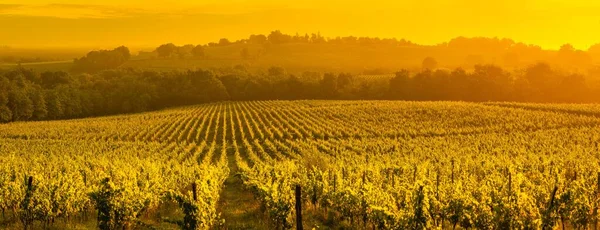 Panorama tramonto, Vigneto di Bordeaux, Langoirano, Francia — Foto Stock