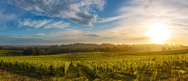 Zachód słońca, winnica Bordeaux, Langoiran, Francja — Zdjęcie stockowe