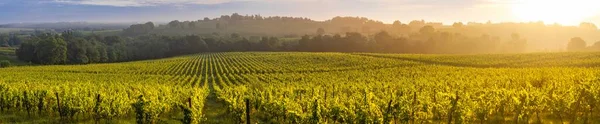 Sonnenuntergangslandschaft, Weinberg von Bordeaux, Langoiran, Frankreich — Stockfoto