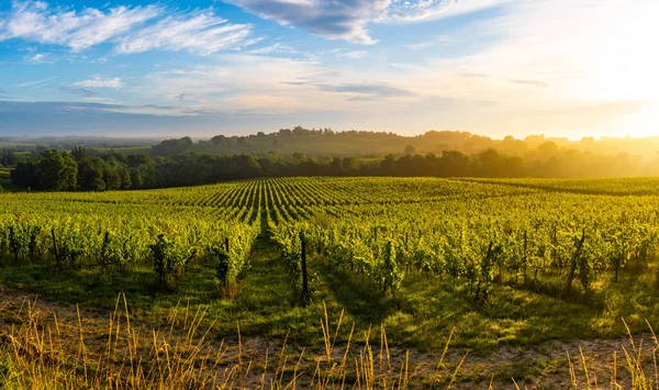 Solnedgång landskap, Bordeaux vingård, Langoiran — Stockfoto