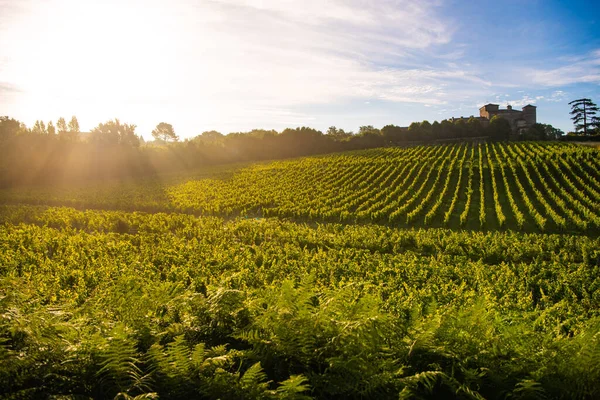 Zonsondergang landschap, Bordeaux wijngaard, Chateau de Lacaussade, Baurech, Frankrijk — Stockfoto