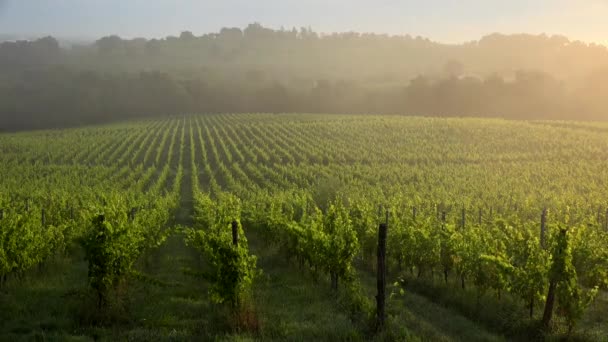 Закат пейзаж и туман, Бордо виноградник, Лангуаран — стоковое видео