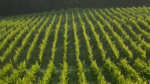 Zonsondergang landschap, Bordeaux wijngaard, Langoiran — Stockvideo