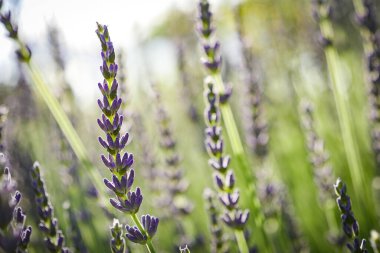 Lavanta çalılarının üzerinde gün batımı gökyüzü, çiçek tarlası arka planının kapanışı