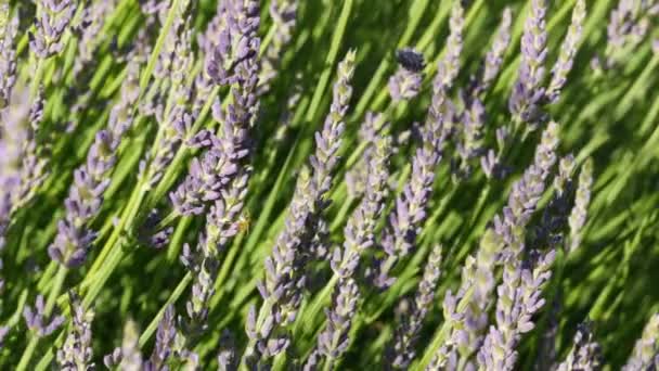 Zonsondergang hemel boven lavendel struiken, Close-up van bloem veld achtergrond — Stockvideo