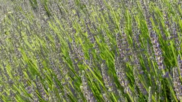 Cielo atardecer sobre arbustos de lavanda, Primer plano del fondo del campo de flores — Vídeo de stock