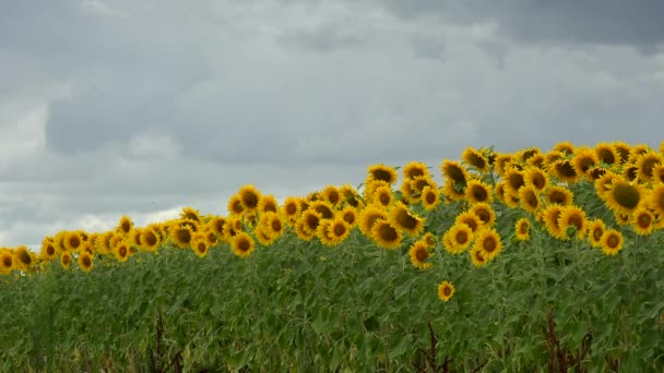 Zomer landschap, schoonheid zonsondergang over zonnebloemen veld — Stockvideo