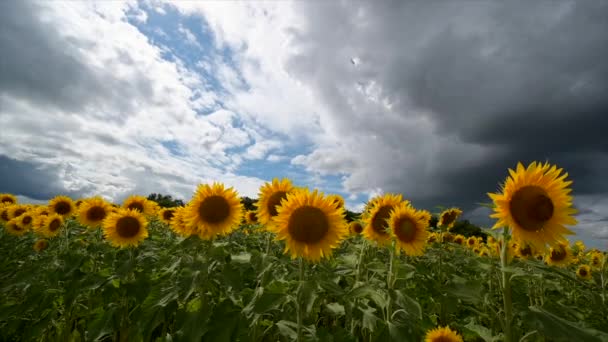 Yaz manzarası, güneş batışı ayçiçeği tarlasında — Stok video