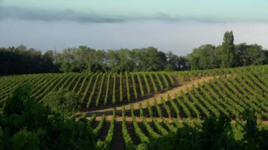 Timelapse, Bordeaux Vineyard gün doğumunda ve siste, Entre deux mers, Langoiran, Gironde, Fransa