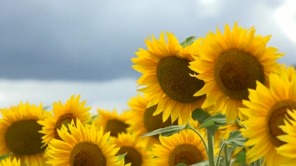 Summer landscape, beauty sunset over sunflowers field — Stock Video