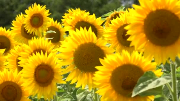 Summer landscape, beauty sunset over sunflowers field — Stock Video