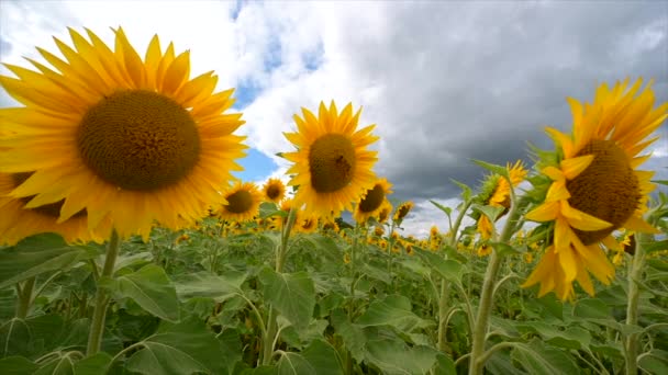 Paysage d'été, coucher de soleil beauté sur champ de tournesols