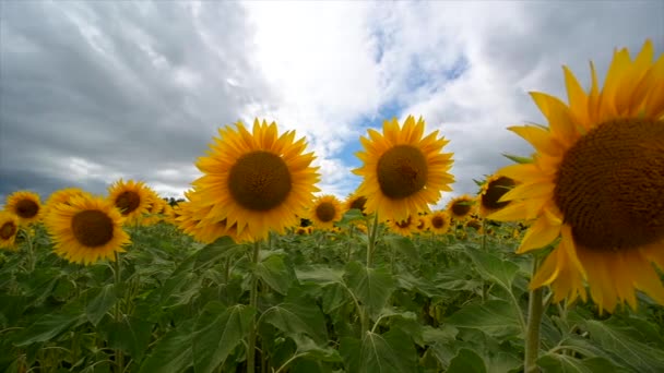 Paisaje de verano, puesta de sol de belleza sobre el campo de girasoles — Vídeo de stock