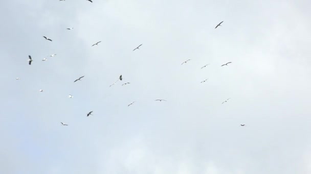 Ξύλο Stork πτήση μπάντα στον ουρανό — Αρχείο Βίντεο