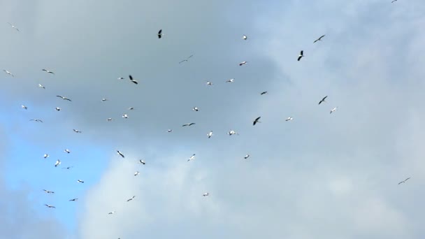 Cigüeña de madera banda de vuelo en el cielo — Vídeo de stock