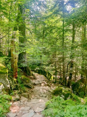 Yürüyüşçüler Pireneler Dağları 'nda yemyeşil ve yemyeşil bir yolun tadını çıkarırlar. Ağaçlarla çevrili patika, Pont dEspagne 'da sakin bir doğa deneyimi sağlıyor. Açık hava meraklıları için mükemmel..