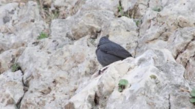 Tristram grackle duran kayanın üzerine siyah