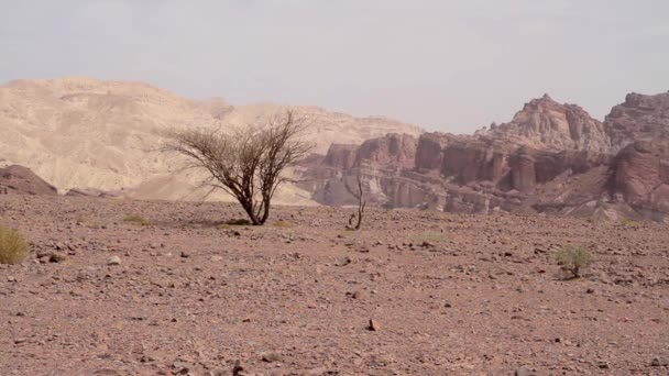 Άποψη Της Μοναχικό Δέντρο Βουνά Ελάτ Ισραήλ — Αρχείο Βίντεο