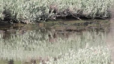 Küçük ak balıkçıl çerçeve geçiş sürekli çekim