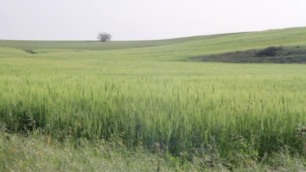 Panoramatický Pohled Golanských Výšin Zelená Pole Izraeli — Stock video