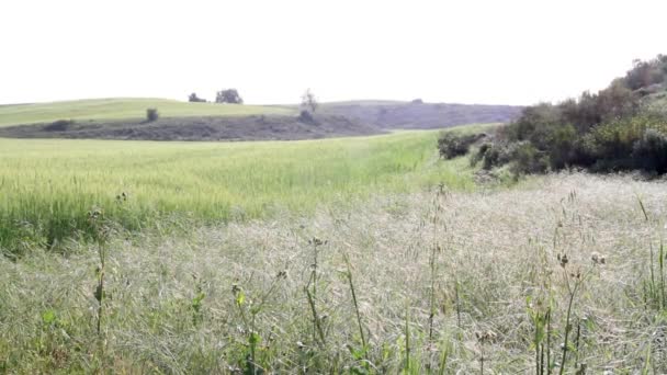 Panoramisch Uitzicht Van Golanhoogten Groene Velden Israël — Stockvideo