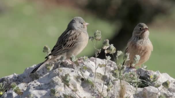 Bliska Zdjęcie Cretzschmar Firmy Trznadel Ptaków — Wideo stockowe