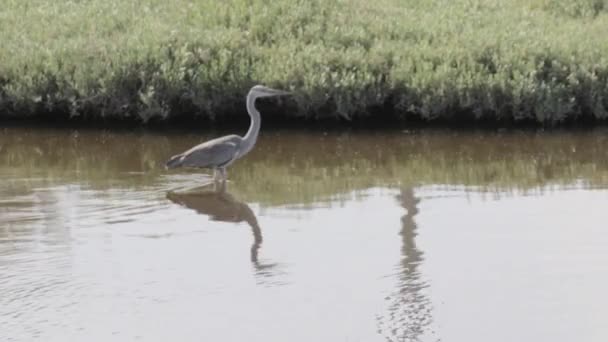 Steady Shot Van Reiger Wandelen Kishon Rivier Israël — Stockvideo