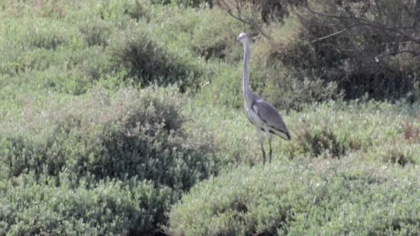 Plan Stable Héron Gris Dans Herbe — Video