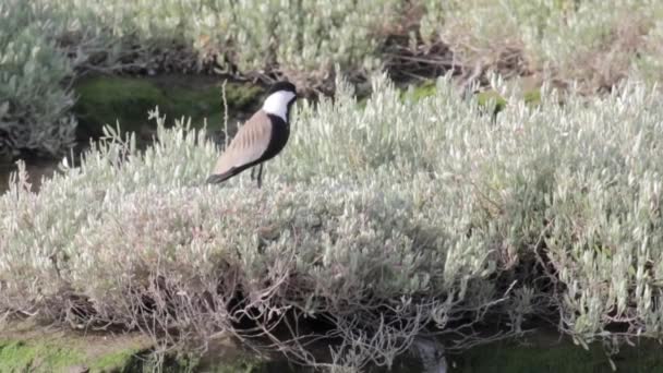 Steady Shot Spur Winged Plover — Stock Video