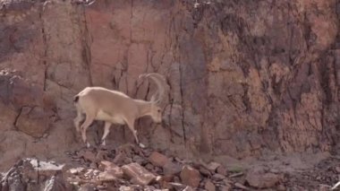 Eilat çöl dağlarda Nubian dağ keçisi görünümünü