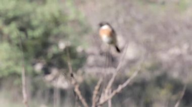 Dal üzerinde oturan Stonechat kuş görünümü