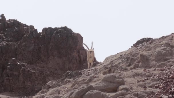 Άποψη Του Nubian Αγριοκάτσικο Στην Έρημο Του Eilat Βουνά — Αρχείο Βίντεο