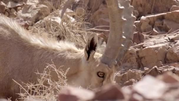 埃拉特沙漠中的努比亚山羊观 — 图库视频影像