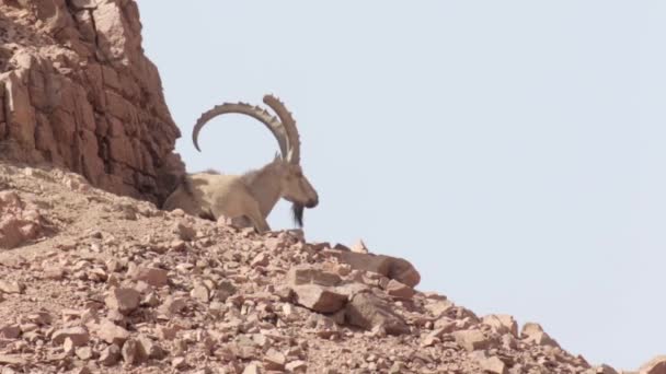 Veduta Dello Stambecco Nubiano Nel Deserto Delle Montagne Eilat — Video Stock