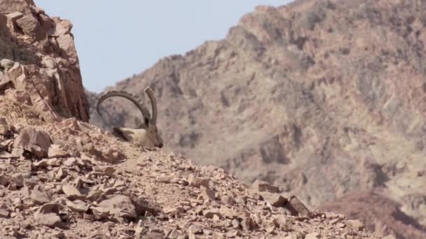 エイラート砂漠山のヌビア アイベックスのビュー — ストック動画