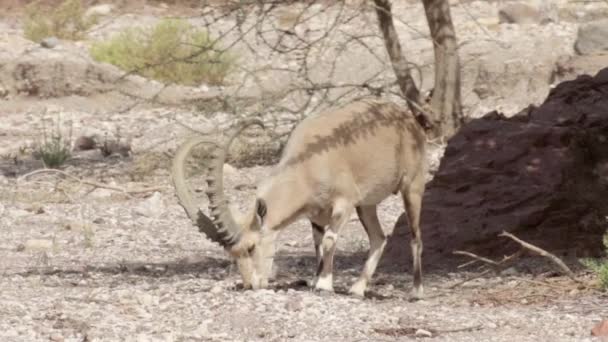 Weergave Van Nubische Steenbok Woestijn Van Eilat Bergen — Stockvideo