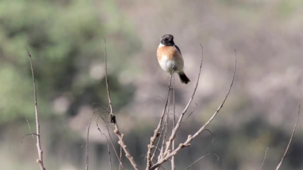 Stonechat 鸟坐在树枝上的看法 — 图库视频影像