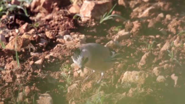 Bayağı Alakarga Kuş Doğal Görünümünü Zeminde — Stok video