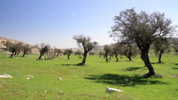 Vista Panorâmica Das Oliveiras Margem Oeste Israel — Vídeo de Stock