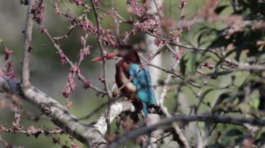 Bir ağaç üzerinde beyaz kruvaze kingfisher yakın çekim